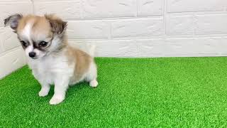 ハーフ犬の動画01