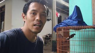 Download lagu murai batu MUDA HUTAN cepet bunyi dan Gacor - Lakukan ini.. mp3 Download lagu murai batu MUDA HUTAN cepet bunyi dan Gacor - Lakukan ini.. mp3