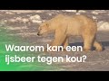 Kan een ijsbeer het koud krijgen?