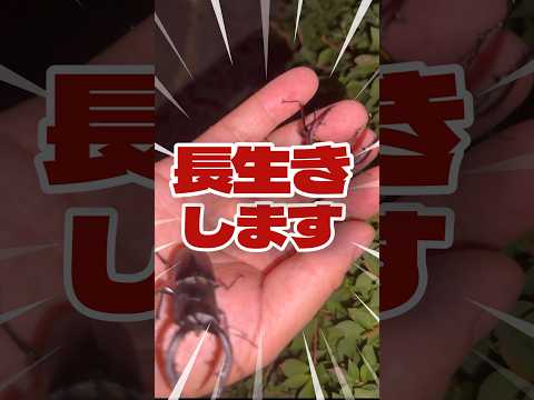 カリウム石鹸を植物に噴霧 2022