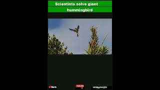 Scientists solve giant hummingbird mystery — with the help of tiny backpacks|Shorts