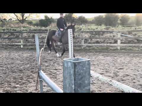 Lot. 423 Goresbridge Friday - 4yr old - Image 2