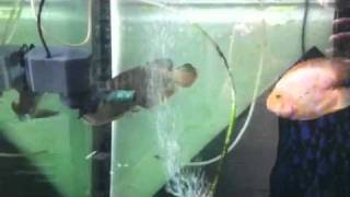 Deep Dark Blue (DDB) ShowaArowana