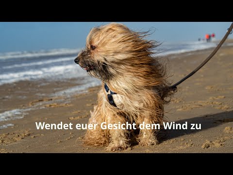 Videovorschau