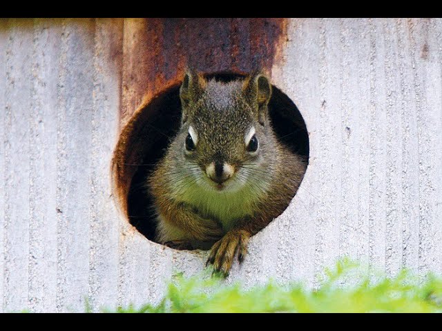 Live webcam view of St. Xavier Owl Box Cam