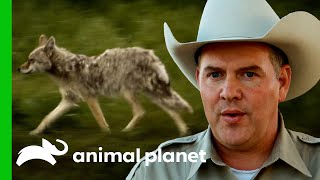 Coyotes Might Have Been Trapped And Sold Alive | Lone Star Law