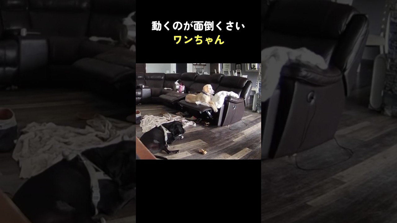 動くのが面倒くさいワンちゃん