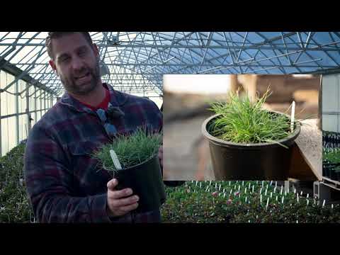 Festuca glauca 'Beyond Blue' Blue Fescue Grass
