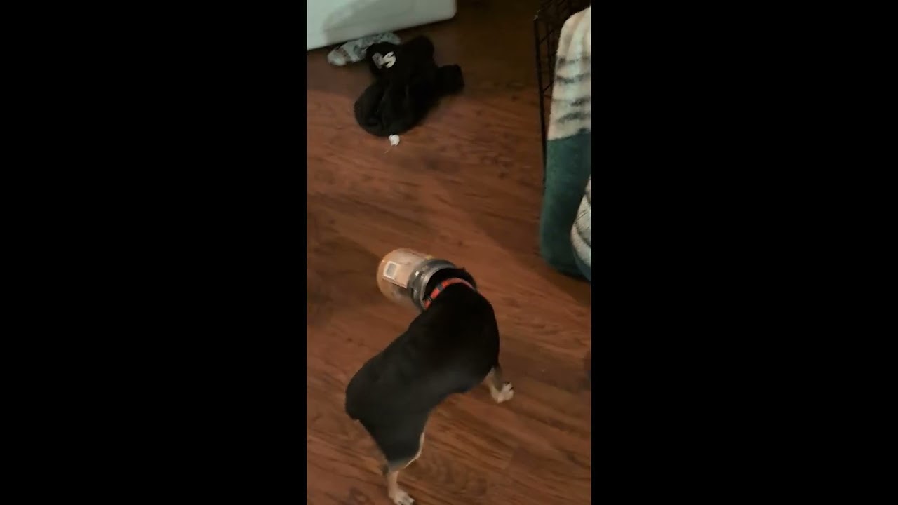 Pup Gets his head stuck in a Peanut Butter Jar || ViralHog