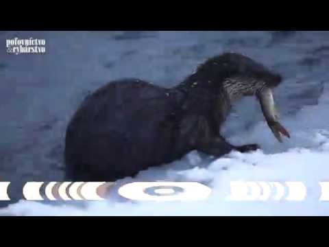 Lutra Lutra - otter- vydra riečna