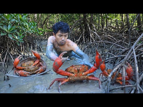 Many crabs in the mud - life in jungle