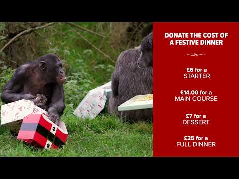 Donate a festive dinner to the animals!