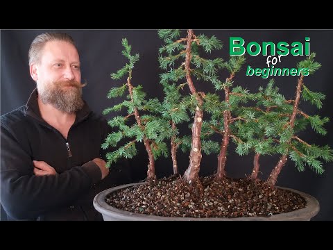 How to design a bonsai: Basic shape - Forest design