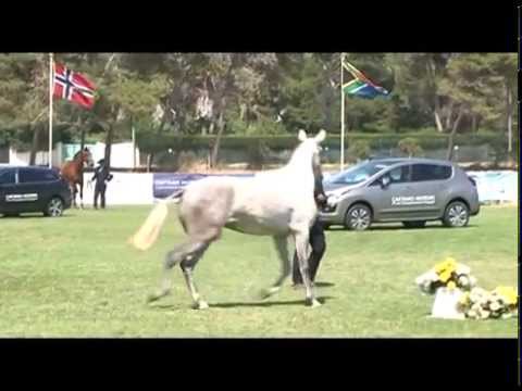 Harpa d'Atela - 1st place, silver medal, at the 3 years old category (females) - FIPSL 2015