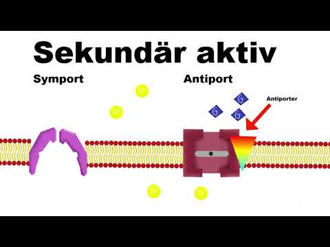 Bio erklärvideo| Transportvorgänge durch die biomembran(AKTIV und PASSIV)