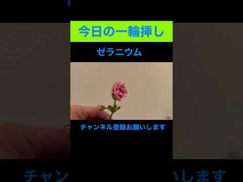 秋の多年生ゼラニウムの開花を延長して、色の光景を楽しむにはどうすればよいですか？  庭園