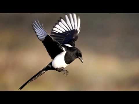 ADYA CLASSIC, LA GAZZA LADRA