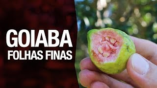 Miniatura do vídeo