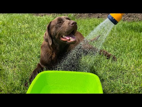What Does my Dog do when he sees Water.(TRY NOT TO LAUGH)