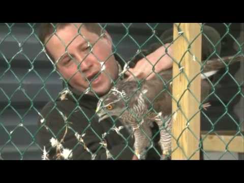 How to inseminate a goshawk How to inseminate a goshawk