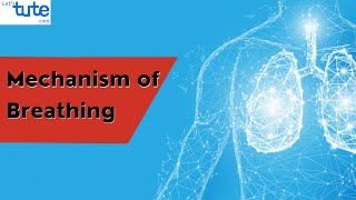 Mechanism of Breathing in Human-Beings | Human Respiratory System | Biology | Letstute