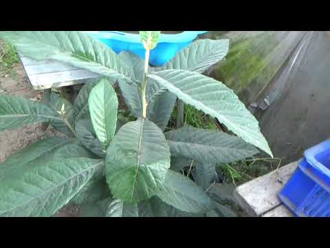 walipini greenhouse rendrakás