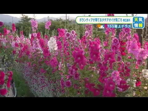 園芸 タチアオイの種まき