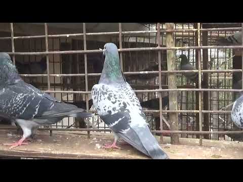 Columbofil dl Nicu Bizdrigheanu Urziceni Romania porumbei reproductie 18 oct 2025 part 3