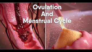 ovulation and menstrual cycle often called period|medical animationDandelionTeam #ovulation #period