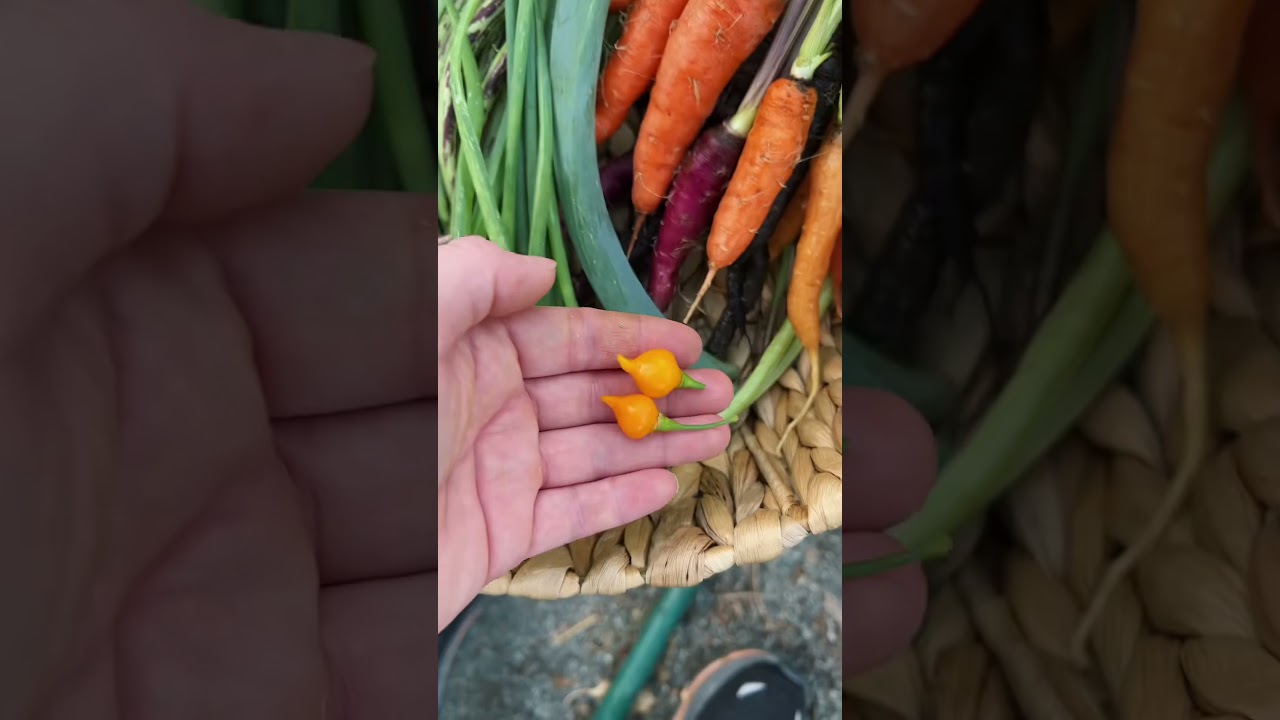 #gardentotable dinner from my drafts 💚 #growyourownfood #gardenharvest #organicgardening