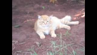 O encontro do Gaspar com o tico