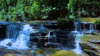 Download lagu Relaksasi Suara Alam Kicauan Burung Didalam Hutan & Gemercik Suara Air mp3