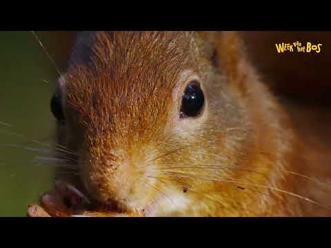 Week van het Bos - Onze Natuur | Lager