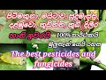 Best Organic Pesticides And Fungicide Paliboda Ha Dilira Nasakaya