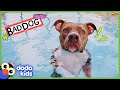 Get This Pit Bull Out Of The Pool Bad Boys And Girls Dodo Kids