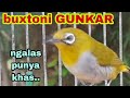 Pleci Buxtoni GUNKAR Ngalas Nembak Materi