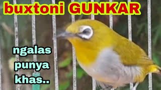 Download lagu Pleci Buxtoni GUNKAR Ngalas Nembak Materi... mp3