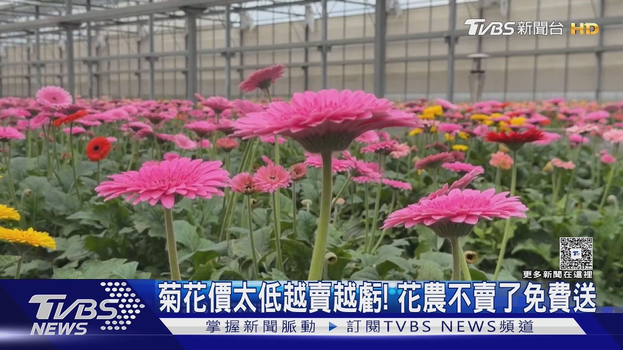 菊花花價太低!「1朵剩2元」花農心碎 乾脆免費送