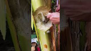 Download lagu MAGIC BANANA TREE ⁉️HAVE LOTS OF COINS 😱😍 mp3