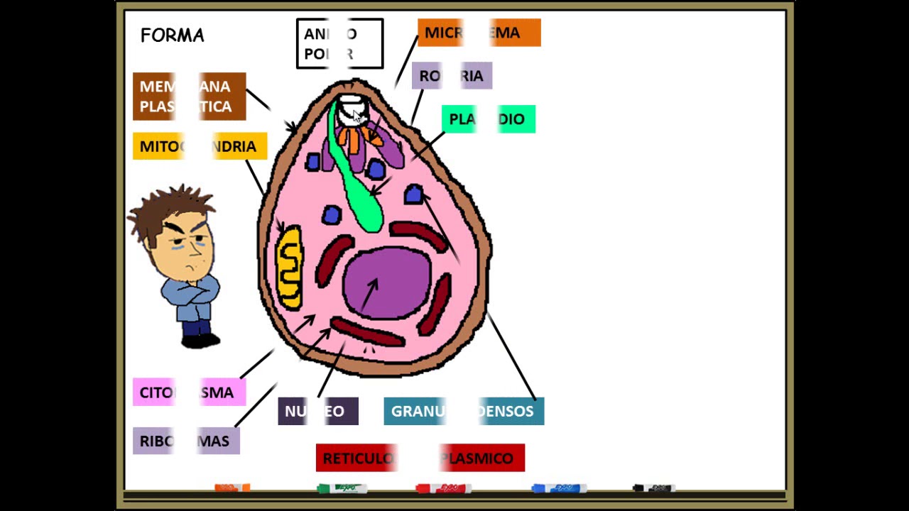 Paludismo Malaria PLASMODIUM FALCIPARUM