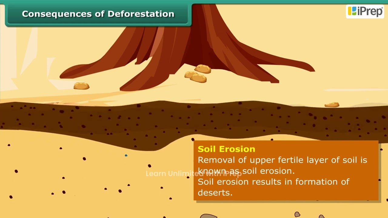 Consequences of Deforestation | Conservation of Plants and Animals | Science | Class 8th | iPrep