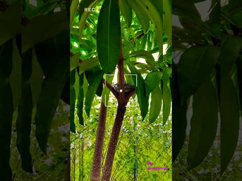 Beauty of Nature 🌲#nature#naturelovers#naturephotography#birds#nest#birdsounds#trending#naturesounds