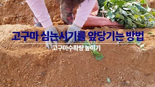 고구마파종시기,  고구마심는시기를 앞당기는 방법