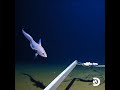 Footage From The Mariana Trench 10 792 Meters 36 000 Feet Below The Ocean Surface