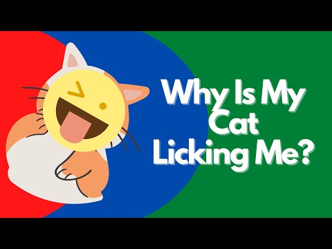 A veterinarian explains - Why is my cat licking me?