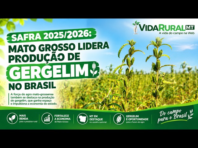 MATO GROSSO LIDERA PRODUÇÃO DE GERGELIM NO BRASIL