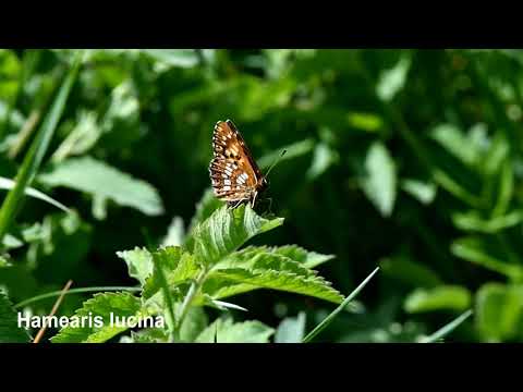 RIODINIDAE: Hamearis lucina - Duke of Burgundy Fritillary (Linnaeus, 1758)