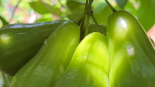 Download lagu Pick super sweet green giant guava #jambuair mp3