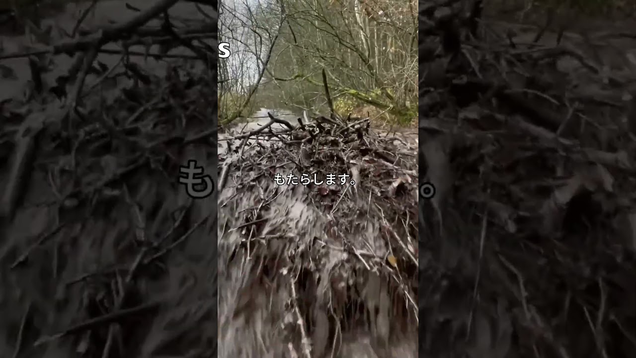 人間が決して勝てないビーバーとの戦い