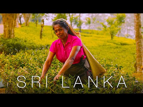 Шри-Ланка - почему влюбляются в остров Цейлон // 2021 // 4К